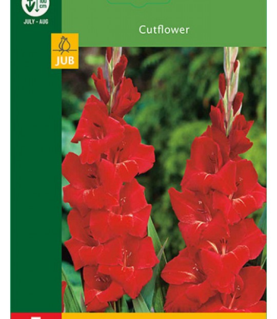 Blomsterknoll Gladioler Rød 5 stk