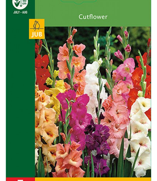 Blomsterknoll Gladioler Fargemix 5 stk